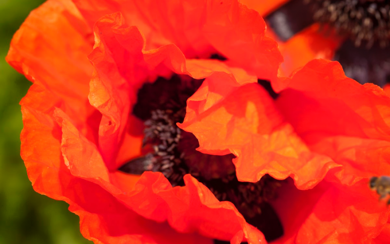 garden-03-poppy.png