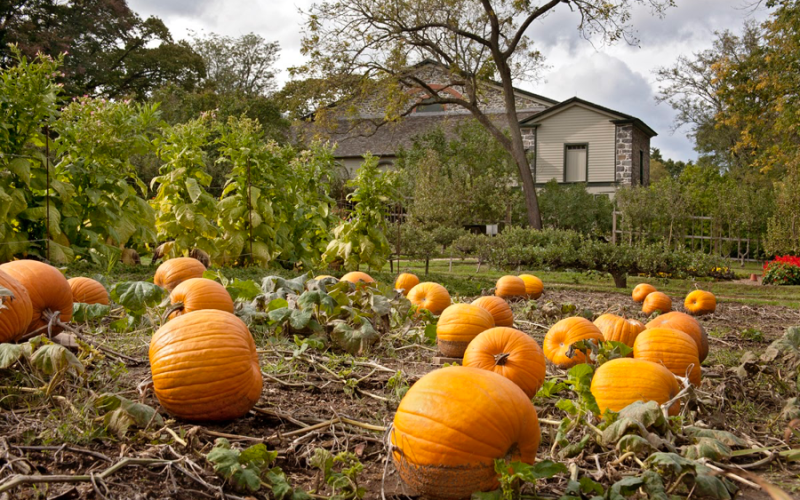 garden-04-pumpkins.png