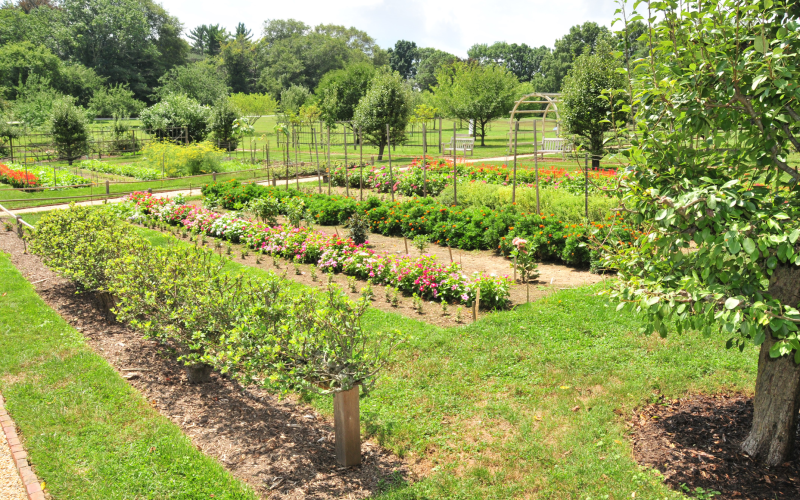 garden-07-summer.png