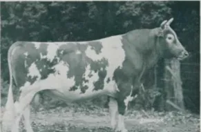 COW_PIC.JPG