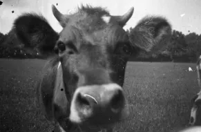 cow.jpg