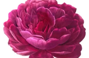 image-820x560-rose.jpg