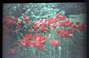 tumblr_e01aa31170d825d965561bb036cee875_c1c4358b_1280.jpg